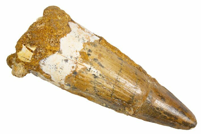 Fossil Spinosaurus Tooth - Real Dinosaur Tooth #305774